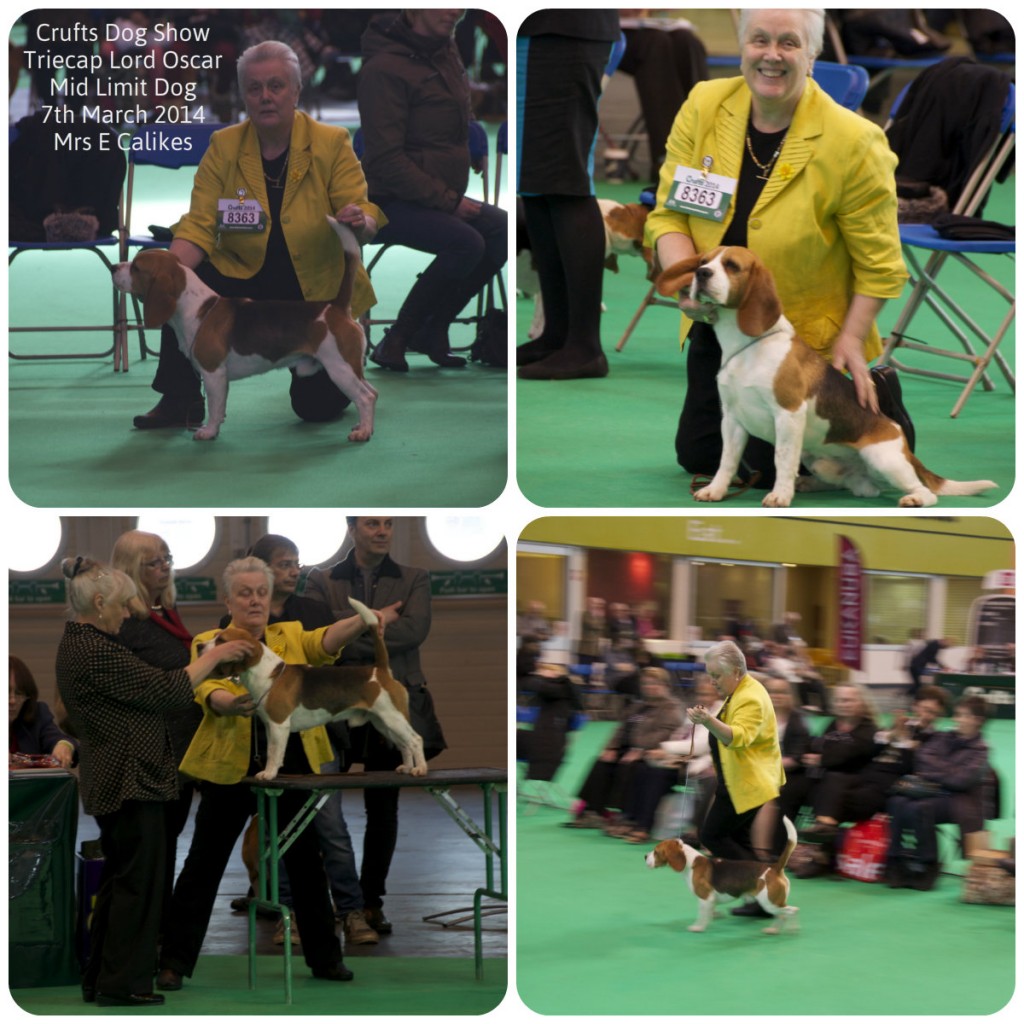 Crufts2014