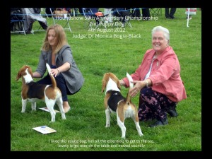 Houndshow 1