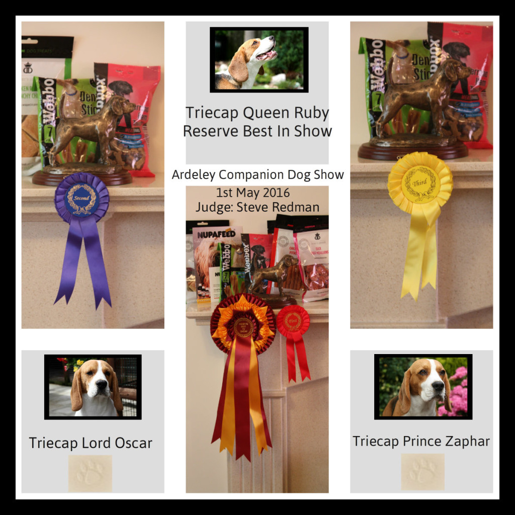 Ardeley Companion Dog Show